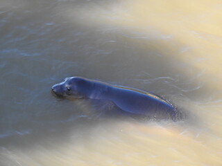Playful elephant seal swimming around in Oak Knoll Creek in San Simeon, California.