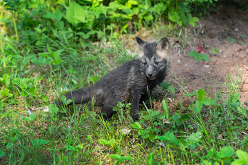 Red Fox (Vulpes vulpes) Kit Sits Outside Densite Summer