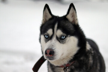 siberian husky dog