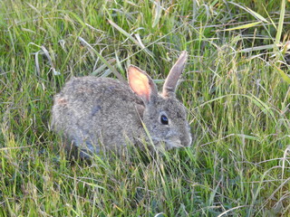 A small cottontail rabbit, with ticks on its ear tips, feeding on grass in, San Simeon, San Luis Obispo County, California.  