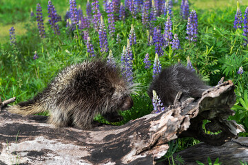 Porcupine (Erethizon dorsatum) Walks Towards Porcupette on Log Summer