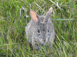 A small cottontail rabbit, with ticks on its ear tips, feeding on grass in, San Simeon, San Luis Obispo County, California.  