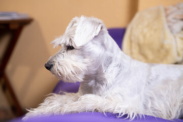 Adorable schnauzer at home resting