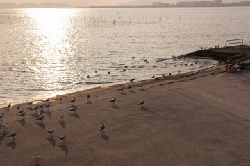 Seabirds in the evening at Gamagori Port, Aichi Prefecture