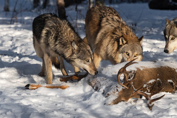 Grey Wolf (Canis lupus) Sniffs at Body of White-tail Deer Winter