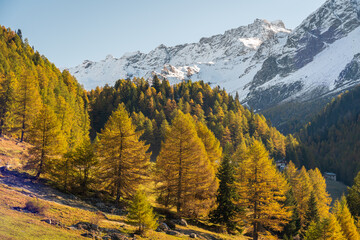 Foliage autunnale al lago di Saoseo, Svizzera
