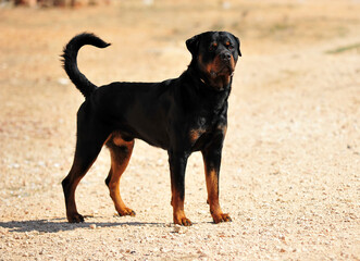 un poderoso perro rottweiler en la nieve