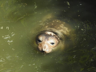 Obraz premium Playful elephant seal swimming around in Oak Knoll Creek in San Simeon, California.