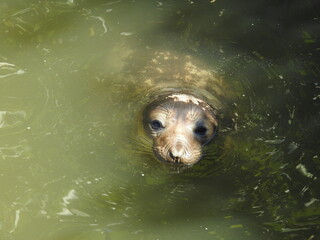 Playful elephant seal swimming around in Oak Knoll Creek in San Simeon, California.