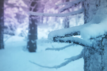 snow covered branch, shallow depth of field