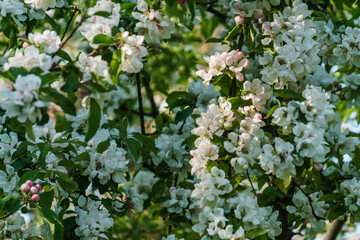 White flowers of apple tree on a branch in the garden.