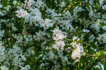 White flowers of apple tree on a branch in the garden.