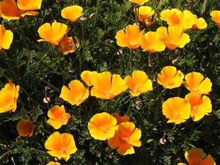 Obraz premium California poppies growing wild in San Simeon, San Luis Obispo County, California.