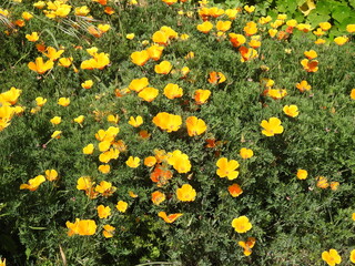 California poppies growing wild in San Simeon,  San Luis Obispo County, California.
