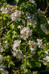 White flowers of apple tree on a branch in the garden.
