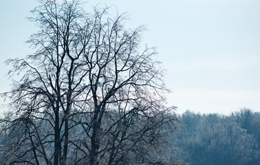 Trees covered with frost on a frosty morning, Moscow region.