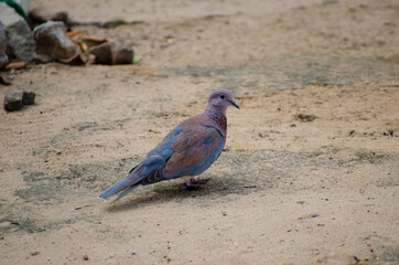 Mozambican Birds