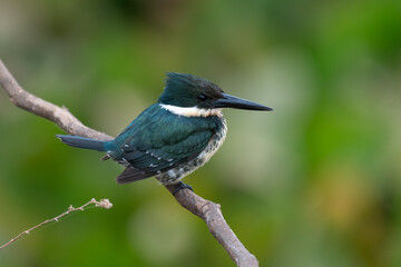 Kingfisher