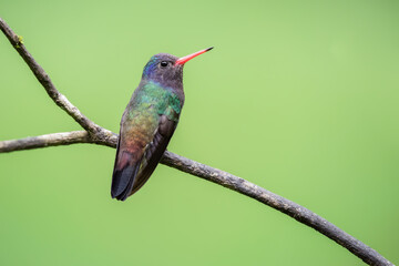 beija-flor-roxo (Hylocharis cyanus)