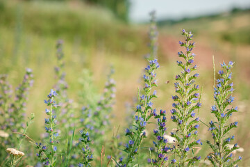Beautiful wildflowers on a green meadow. Warm summer day.