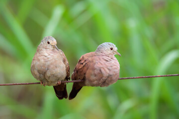 Casal de rolinha roxa