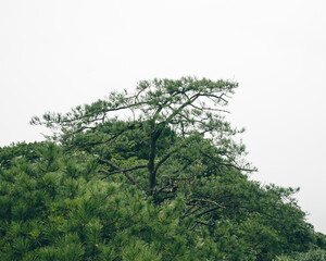 Trees on top of Wugong Mountain in Jiangxi, China