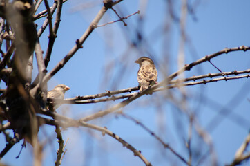 Mozambican Birds