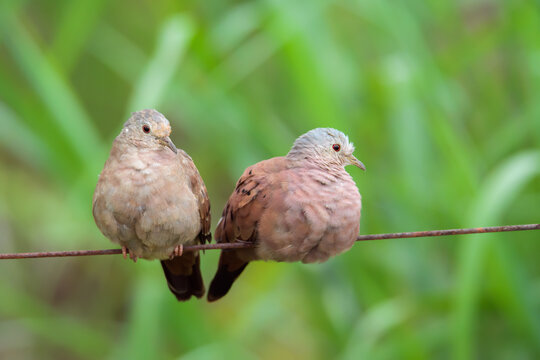 Casal de rolinha roxa