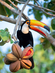 Toucan © erick