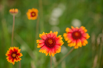 Beautiful wildflowers on a green meadow. Warm summer day.