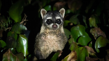 Obraz premium Raccoon