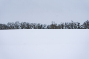 Snowy Tree Line With Copy Space