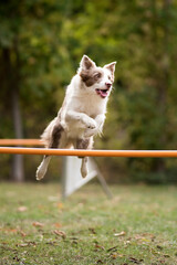 border collie en agility