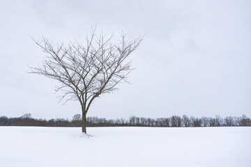 Fototapeta na wymiar Solitary Tree In the Snow