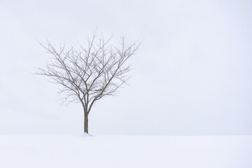 Solitary Tree In the Snow