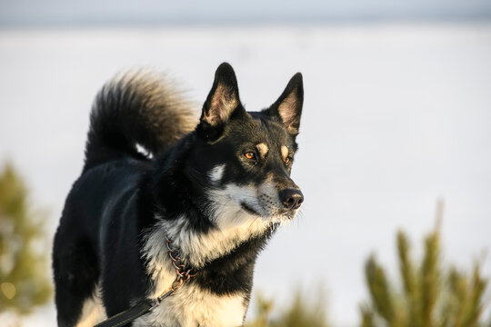 The East Siberian Laika dog on a winter snowy background.