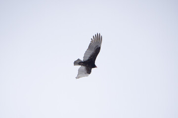 Falcon Gliding Flying With Wings Spread