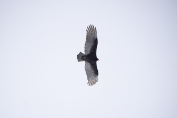 Falcon Gliding Flying With Wings Spread