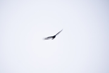 Falcon Gliding Flying With Wings Spread