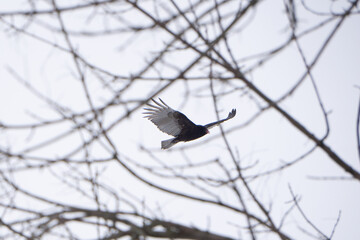 Falcon Gliding Flying With Wings Spread