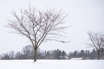 Solitary Tree In the Snow