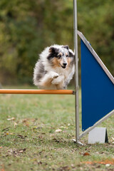 berger des shetland en agility