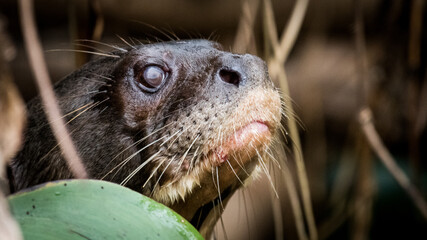 Giant otter