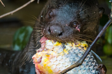 Giant otter