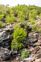 Fototapeta na wymiar Mount Etna volcanic landscape and its typical vegetation, Sicily