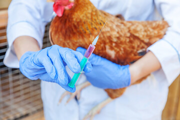 Veterinarian woman with syringe holding and injecting chicken on ranch background. Hen in vet hands...