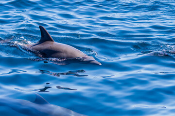 Obraz premium Friendly pod of Common Dolphins on the surface of a tropical ocean