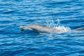 Friendly pod of Common Dolphins on the surface of a tropical ocean