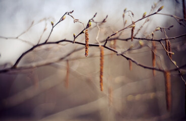 Branches with buds and catkins in the spring.