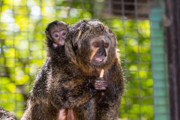 South American white-faced saki on a tree